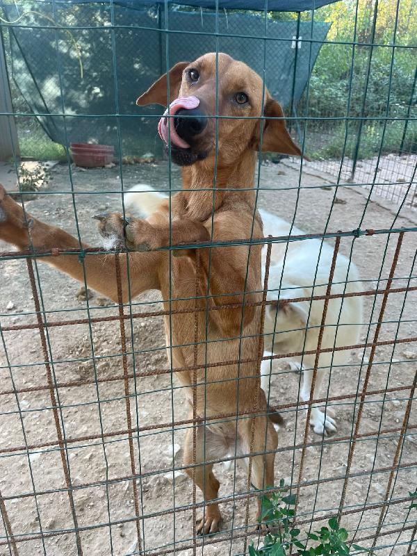 ADOTTA LA DOLCISSIMA ELSA Foto 3